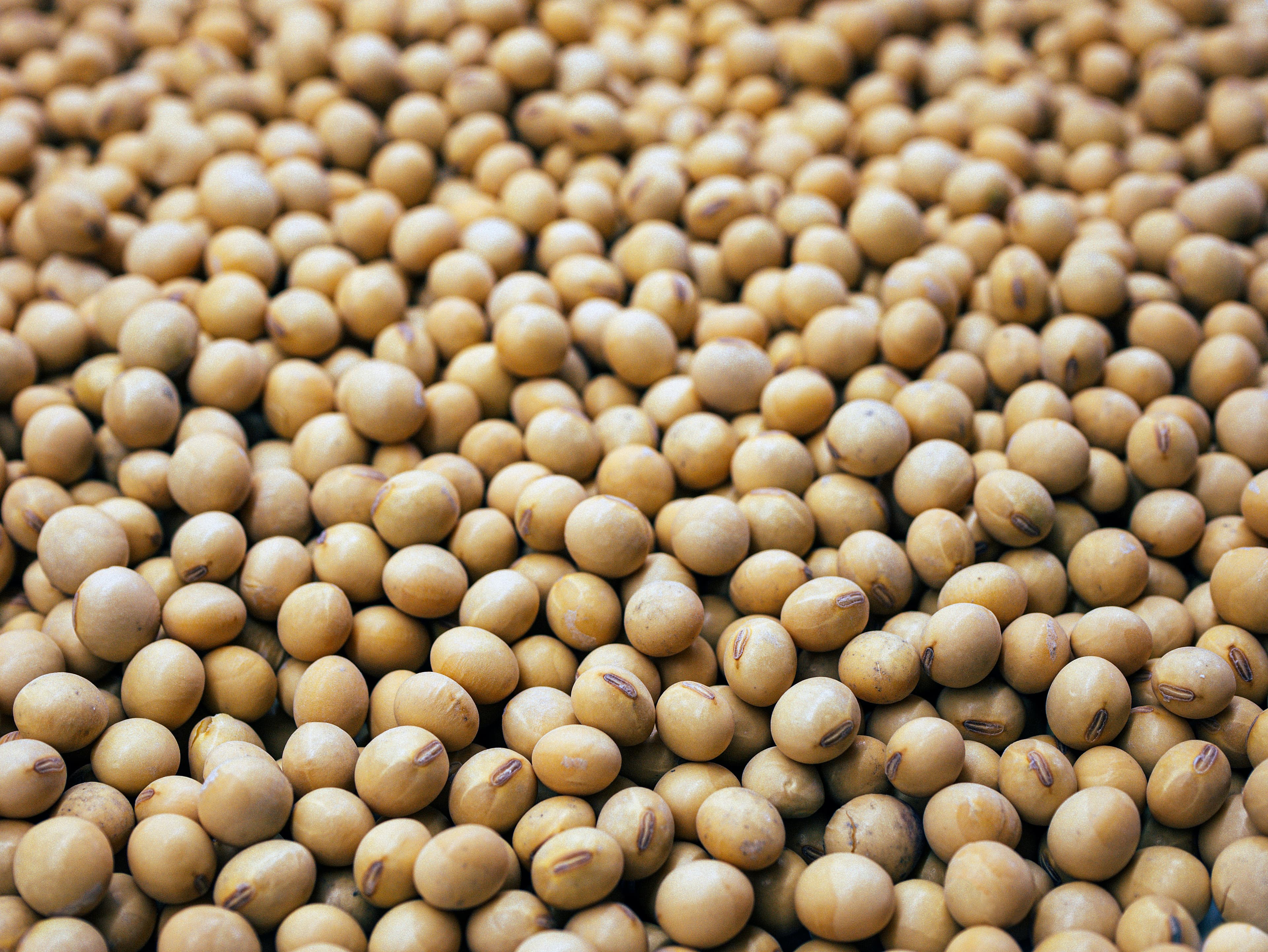 A close-up of a large pile of soybeans.