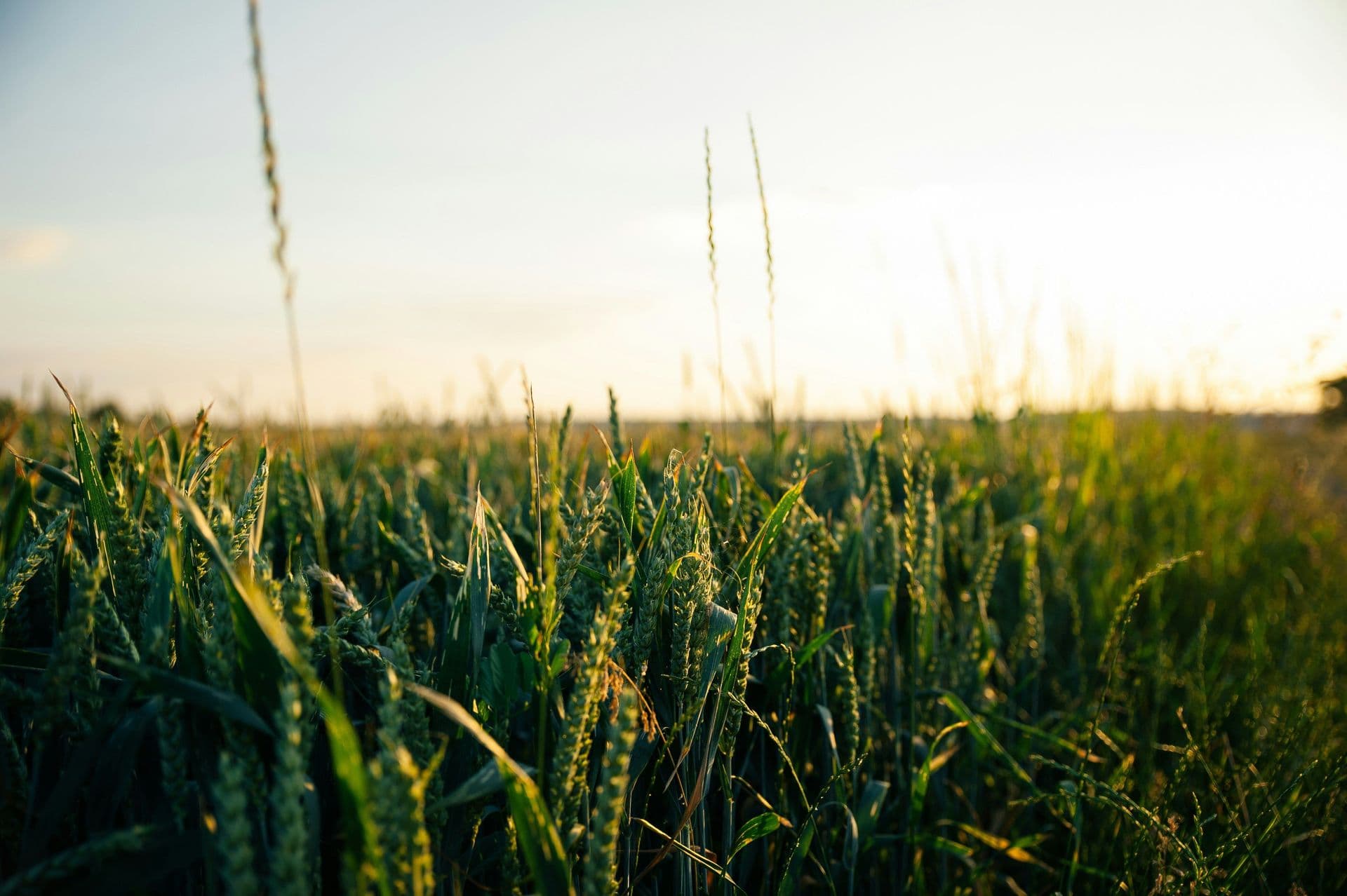 farming